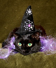 Homemade Witch Cat Costume
