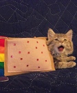 Homemade Nyan Cat Costume