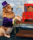 Dog costumes - Organ grinder & his monkey