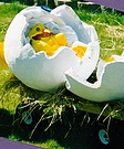 Egg and Chick Halloween Costumes