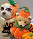 Dog Pumpkin Costume