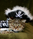 Pirate Cat Costume