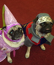 Princess Miso and Sir Opa homemade costumes for dogs