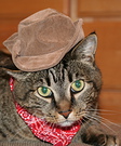 Cat Cowboy costume