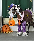 Tiny Horses in Halloween Costumes