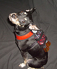 Rocket Dog Costume