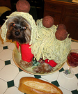 Homemade Spaghetti and Meatballs Costume for Dogs