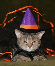 Homemade Witch Costume for Cats
