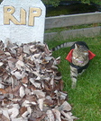 Vampire Cat Halloween Costume