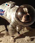 Astromutt Costume