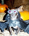 Batdog Costume