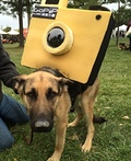 Camera Tripod Dog Costume