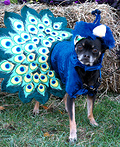Charlie the Peacock Costume