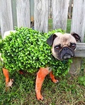 Chia Pet Costume
