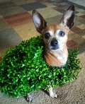 Chia Pet Costume Idea for Dogs | DIY Tutorial