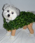 Chia Pet - Homemade Costume for Dogs | DIY Costumes Under $35