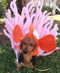 Clown Fish and Anemone Costume