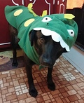 Dinosaur Costume