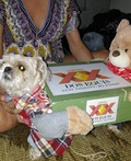 This Brilliant Dog Carrying A Box Of Beer Costume Might Be The Best We've  Ever