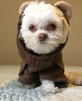 Ewok Costume