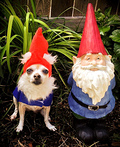 Garden Gnome Costume