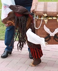 Jack Sparrow and his Pirate Helper Costume