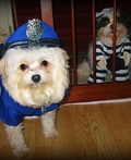 Police Dog and Prisoner Costume Ideas for Dogs | Last Minute Costume Ideas