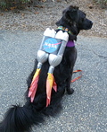 Rocket Dog Costume