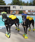 Scuba Dogs Costume