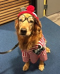 Waldo Costume