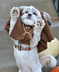 Ewok Costume