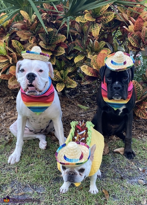 A Little Taco and Her Two Amigos Costume