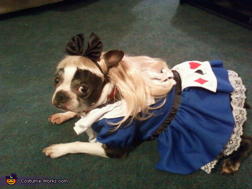 Alice in Wonderland Dog Costume