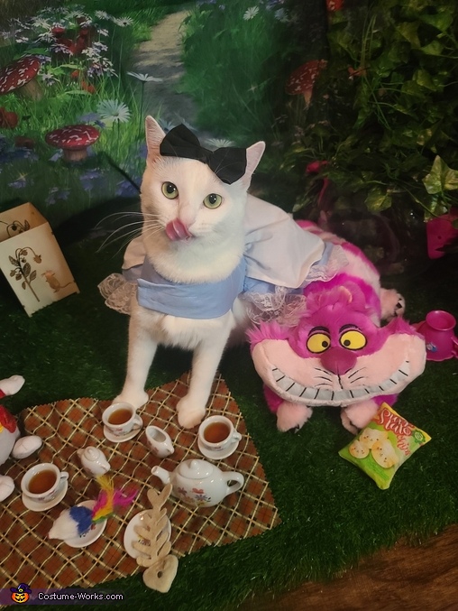 Alice in Wonderland Kitty Costume