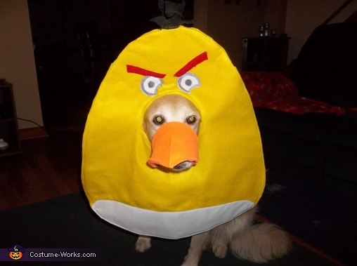 Angry Bird Dog Costume