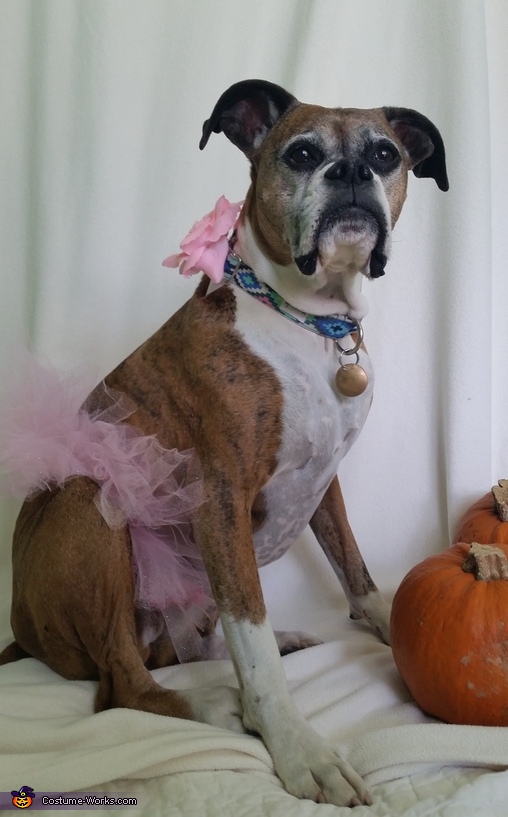 Ballerina Dog Costume