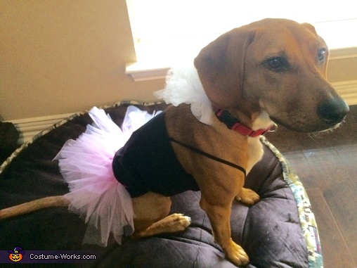 Ballerina Dog Costume