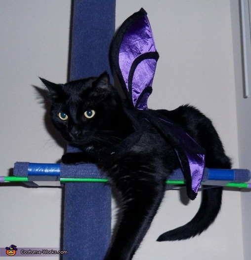 Bat Cat Costume