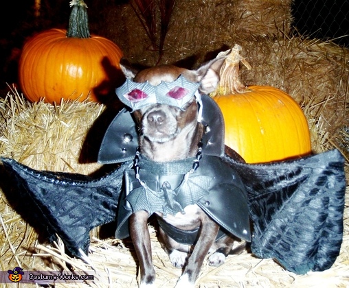 Batdog Costume