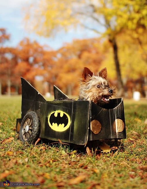 Batman in Batmobile Dog Costume