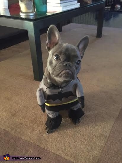 Batman Dog's Costume | Halloween Cosplay Costumes