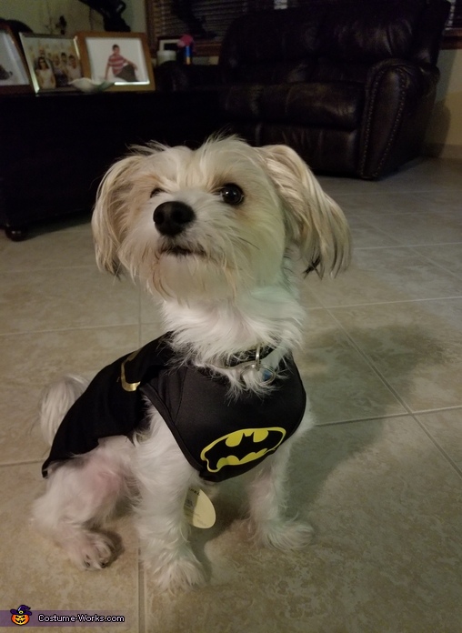 Batman Dog Halloween Costume | Original Halloween Costumes