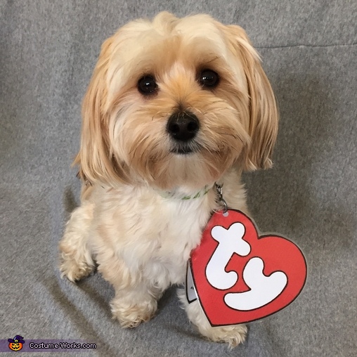 Beanie Baby Pet Costumes · A Costume · Other on Cut Out + Keep · Creation  by Stephanie