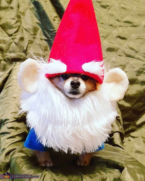 Download Garden Gnome Dog S Costume Coolest Diy Costumes
