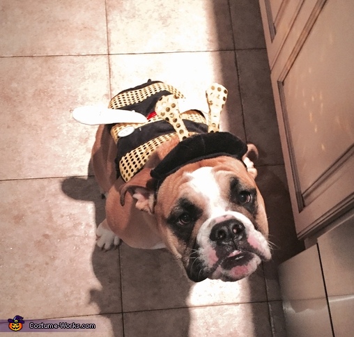 Bee Dog Costume