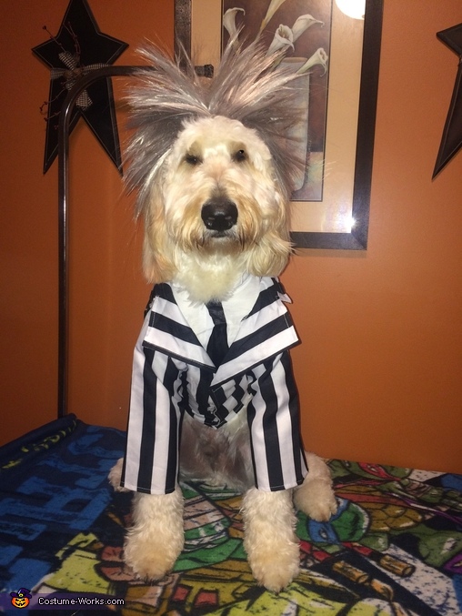 Beetlejuice Dog Costume