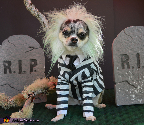 Beetlejuice 2025 dog costumes