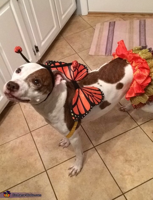 Bella Butterfly Costume