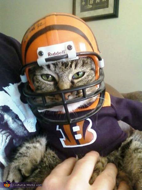 The Bengals NEW MASCOT costume for cats