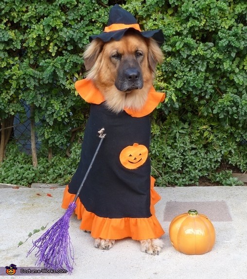Dog Witch Costume